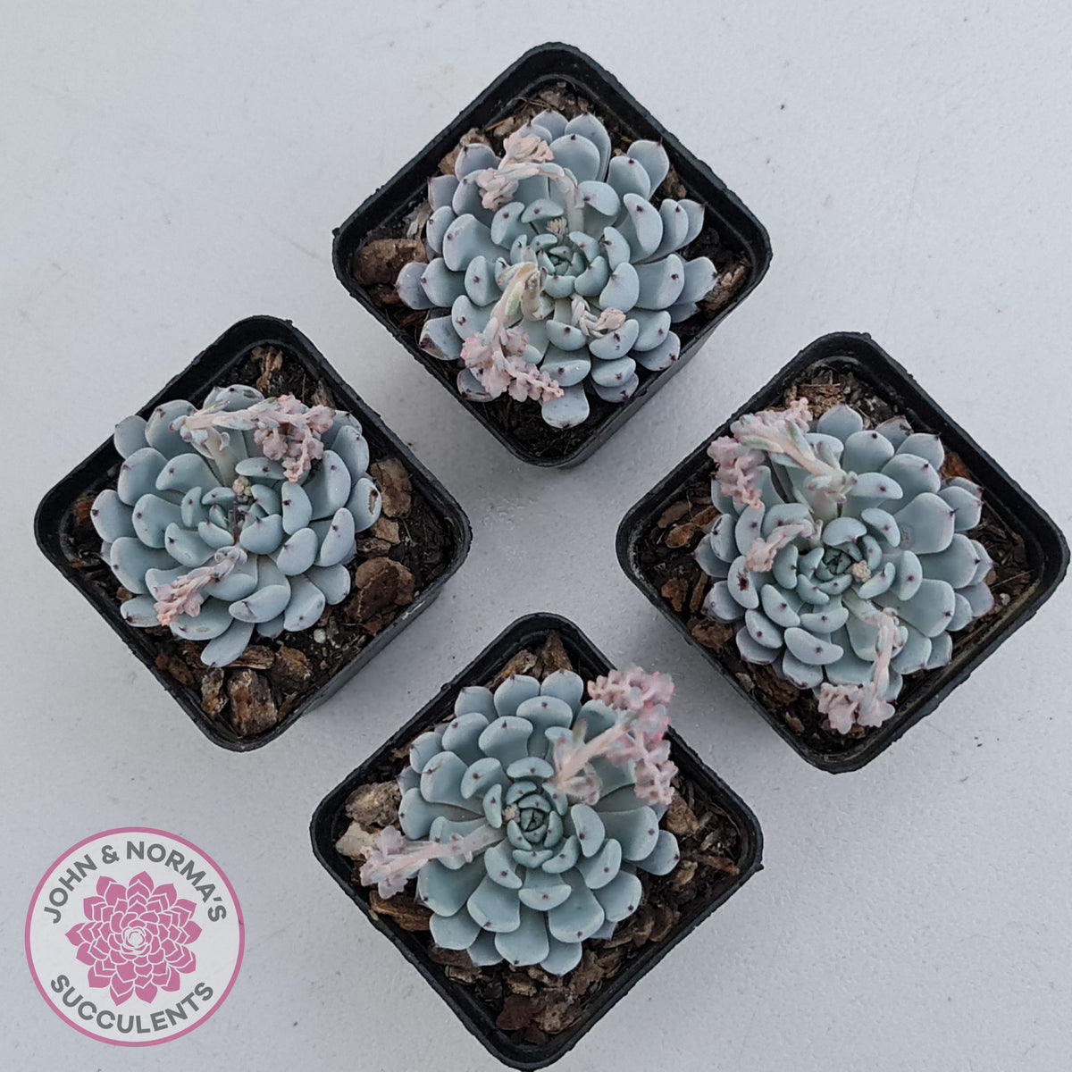 Echeveria Gmmul x White Zaragoza