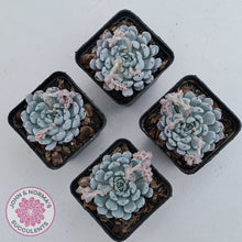 Load image into Gallery viewer, Echeveria Gmmul x White Zaragoza