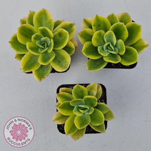 Load image into Gallery viewer, Echeveria 'Golden Glow' Variegata - John & Norma's Succulents Australia