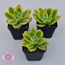Load image into Gallery viewer, Echeveria 'Golden Glow' Variegata - John & Norma's Succulents Australia