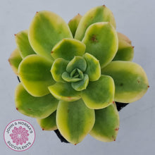 Load image into Gallery viewer, Echeveria 'Golden Glow' Variegata - John & Norma's Succulents Australia
