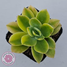 Load image into Gallery viewer, Echeveria 'Golden Glow' Variegata - John & Norma's Succulents Australia