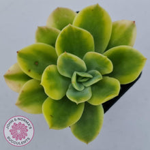 Load image into Gallery viewer, Echeveria 'Golden Glow' Variegata - John & Norma's Succulents Australia