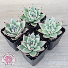 Load image into Gallery viewer, Echeveria 'Green Dragon'