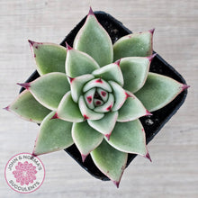 Load image into Gallery viewer, Echeveria 'Green Dragon'