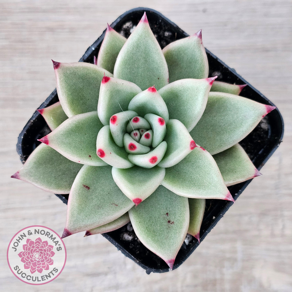 Echeveria 'Green Dragon'
