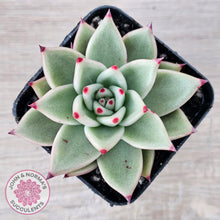Load image into Gallery viewer, Echeveria 'Green Dragon'
