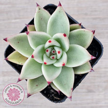 Load image into Gallery viewer, Echeveria 'Green Dragon'