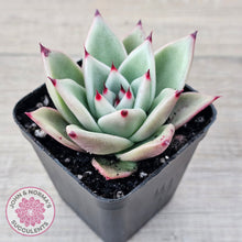 Load image into Gallery viewer, Echeveria 'Green Dragon'