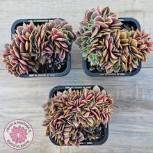 Load image into Gallery viewer, Echeveria 'Green Smile' Crest