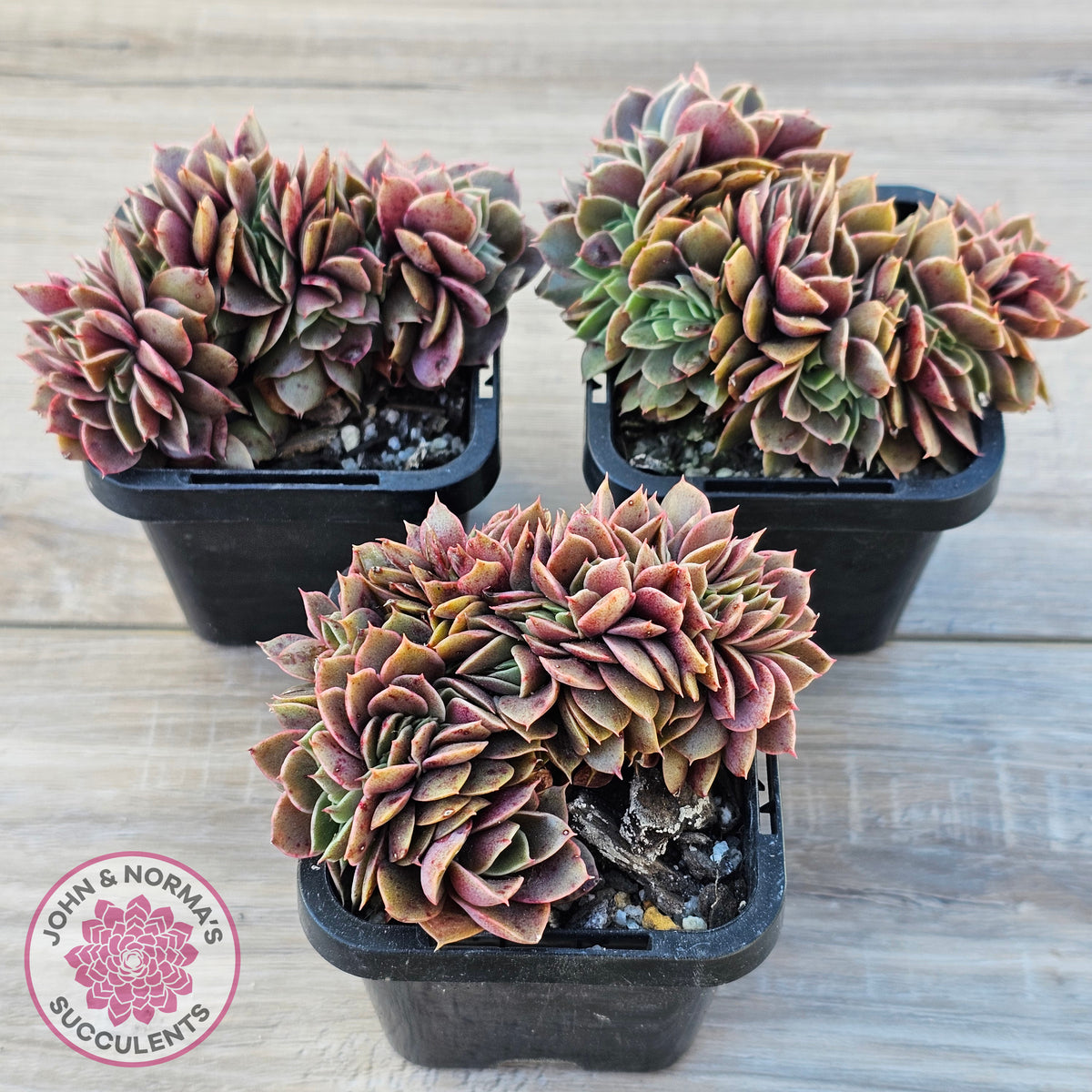 Echeveria 'Green Smile' Crest