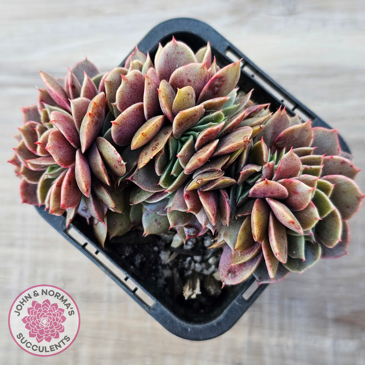Echeveria 'Green Smile' Crest