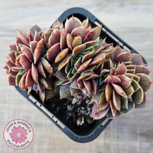 Load image into Gallery viewer, Echeveria 'Green Smile' Crest