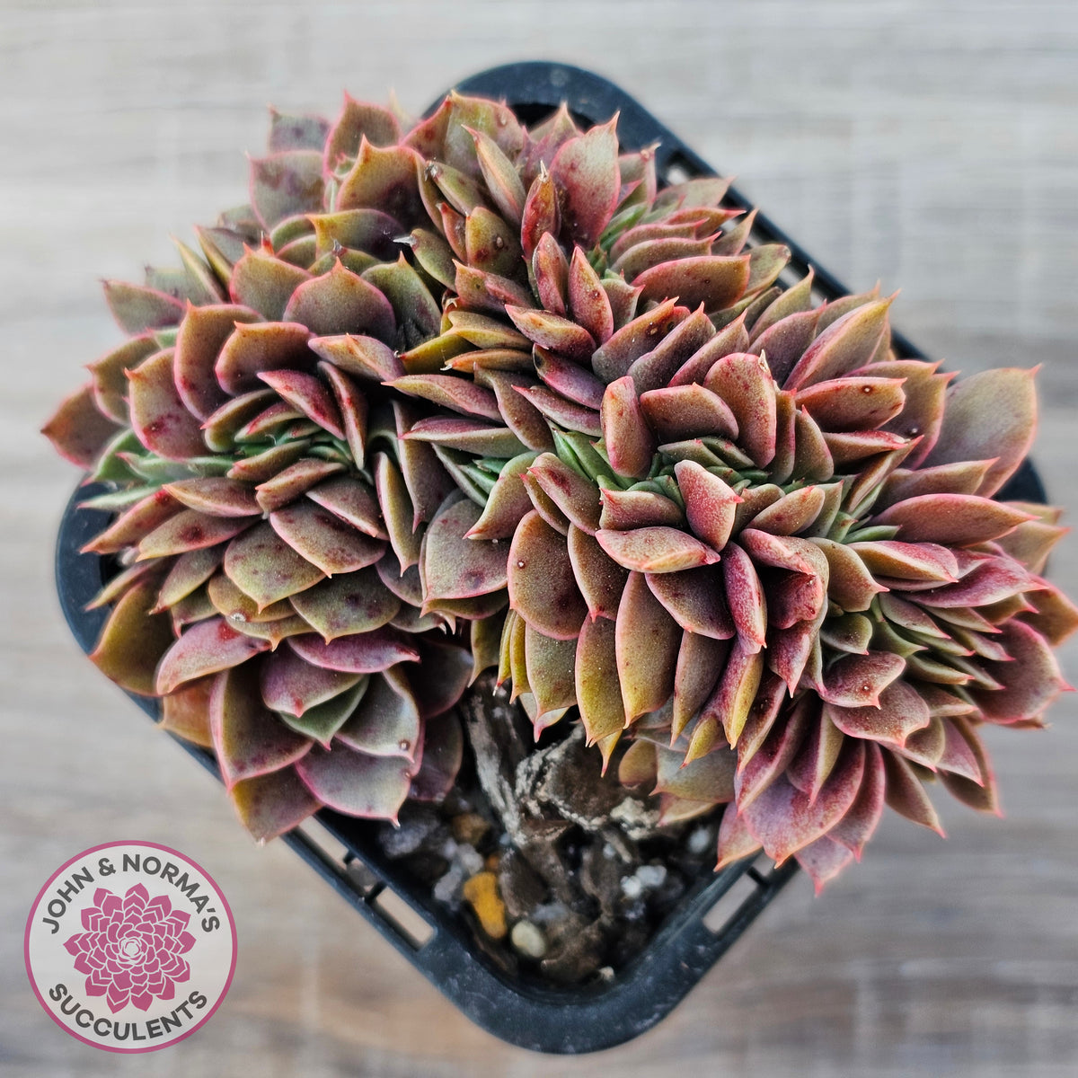 Echeveria 'Green Smile' Crest