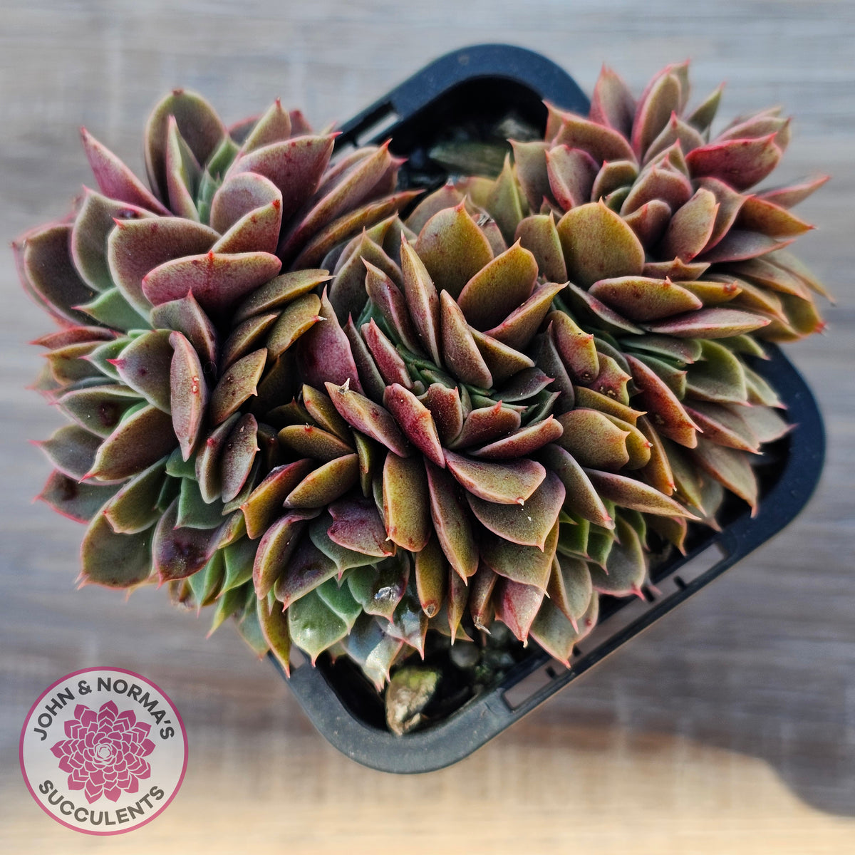 Echeveria 'Green Smile' Crest