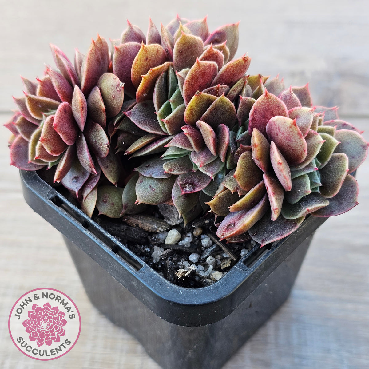Echeveria 'Green Smile' Crest