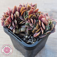 Load image into Gallery viewer, Echeveria 'Green Smile' Crest
