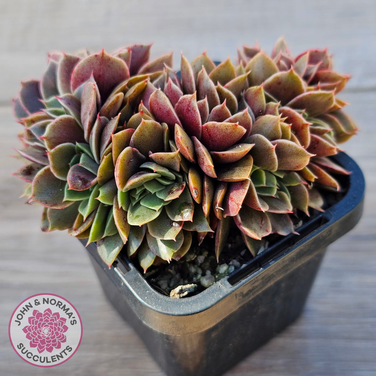 Echeveria 'Green Smile' Crest
