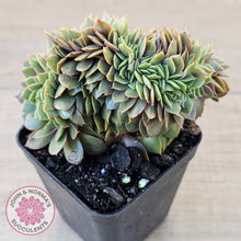 Load image into Gallery viewer, Echeveria 'Green Smile' Crest