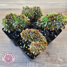 Load image into Gallery viewer, Echeveria 'Green Smile' Crest