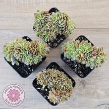 Load image into Gallery viewer, Echeveria 'Green Smile' Crest
