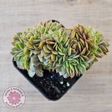Load image into Gallery viewer, Echeveria 'Green Smile' Crest