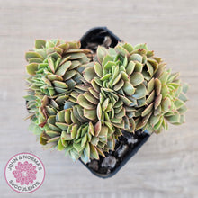 Load image into Gallery viewer, Echeveria 'Green Smile' Crest