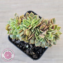 Load image into Gallery viewer, Echeveria 'Green Smile' Crest
