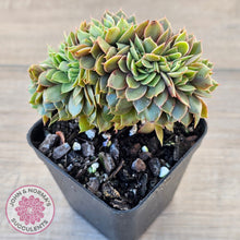 Load image into Gallery viewer, Echeveria 'Green Smile' Crest