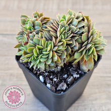 Load image into Gallery viewer, Echeveria 'Green Smile' Crest