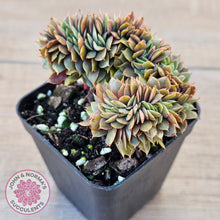 Load image into Gallery viewer, Echeveria 'Green Smile' Crest