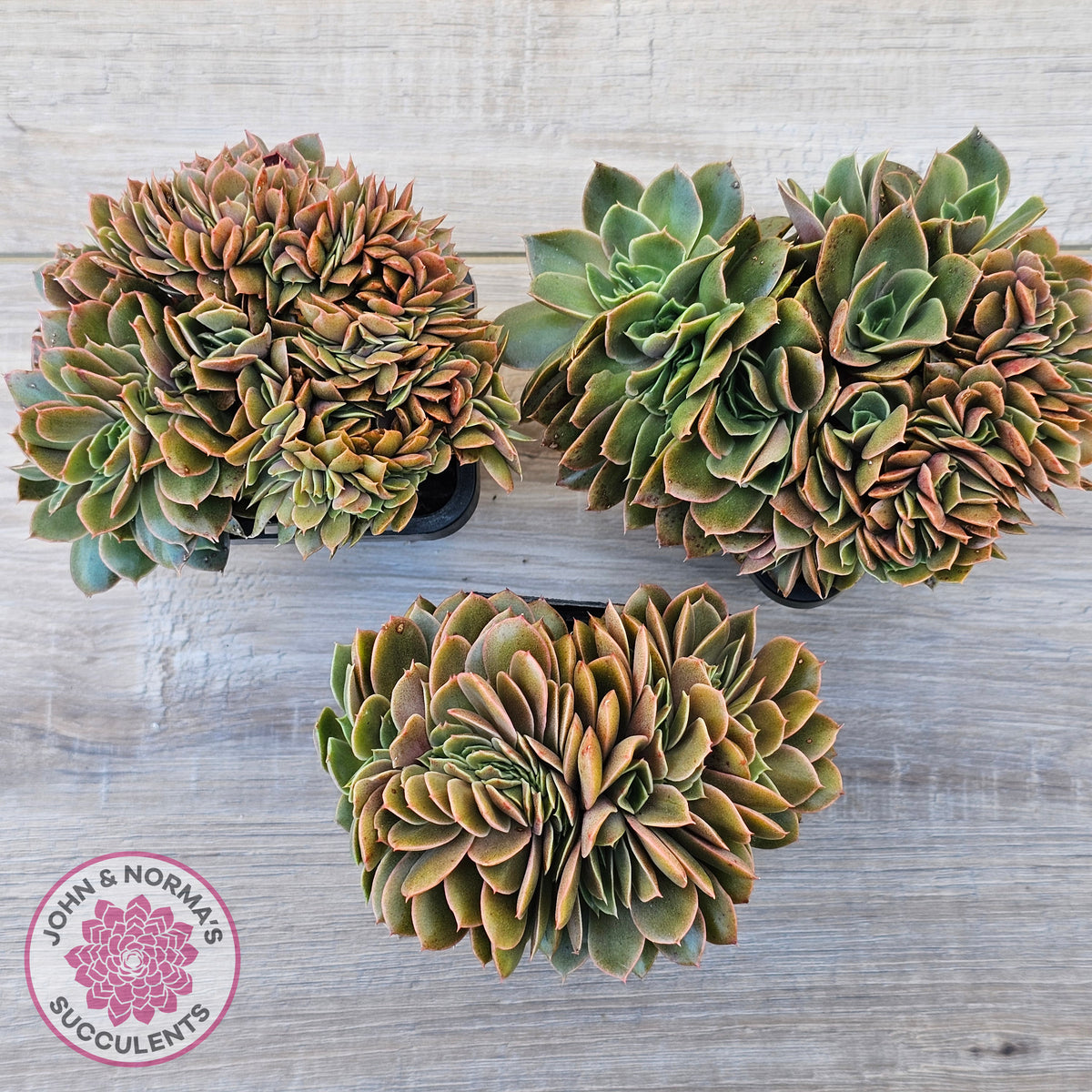 Echeveria 'Green Smile' Crest