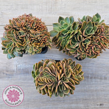 Load image into Gallery viewer, Echeveria 'Green Smile' Crest