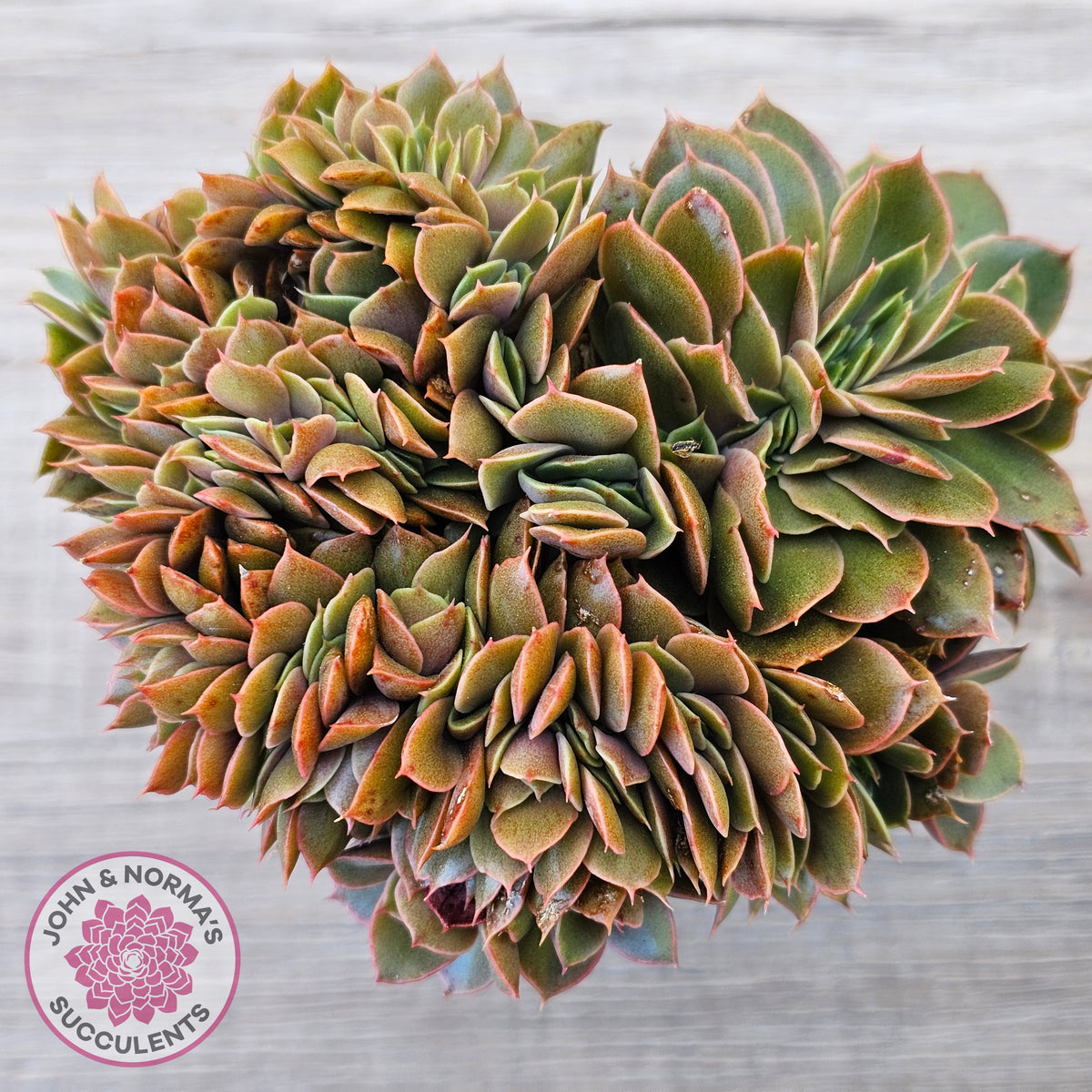 Echeveria 'Green Smile' Crest
