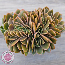 Load image into Gallery viewer, Echeveria 'Green Smile' Crest