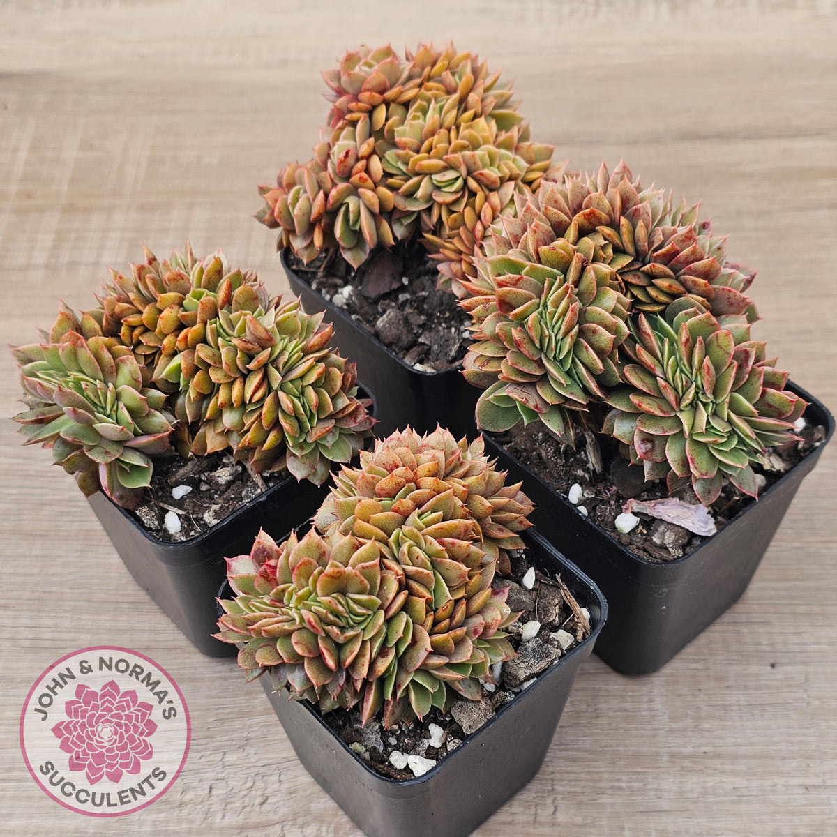 Echeveria 'Green Smile' Crest