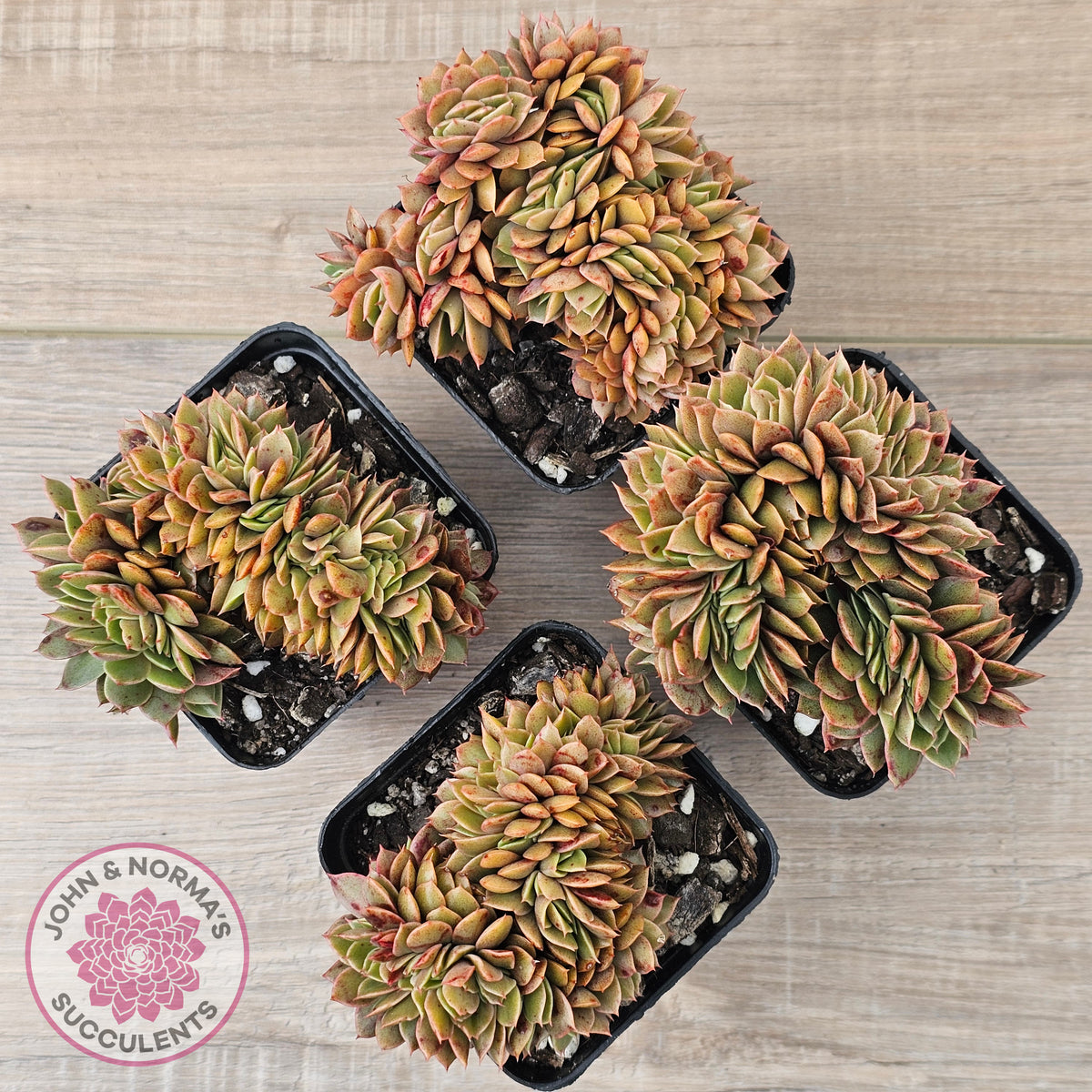 Echeveria 'Green Smile' Crest