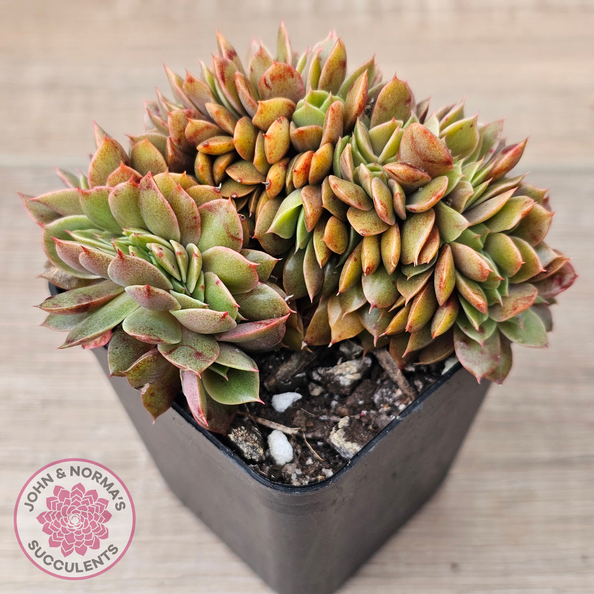 Echeveria 'Green Smile' Crest