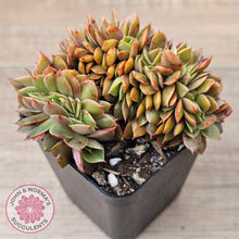 Load image into Gallery viewer, Echeveria 'Green Smile' Crest