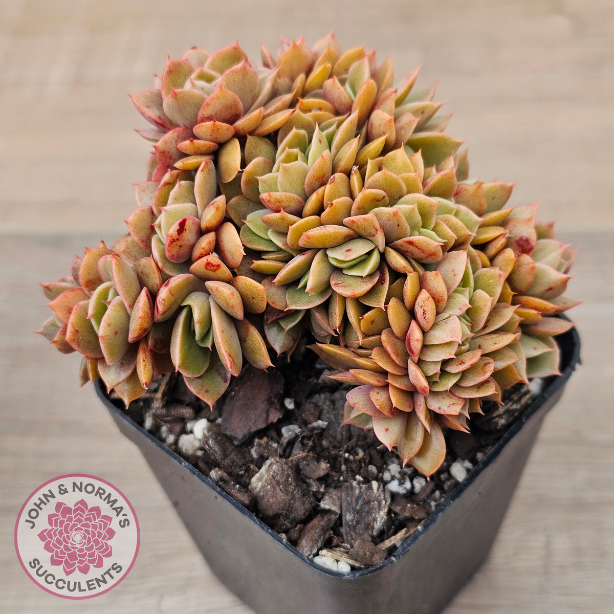 Echeveria 'Green Smile' Crest