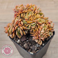Load image into Gallery viewer, Echeveria 'Green Smile' Crest