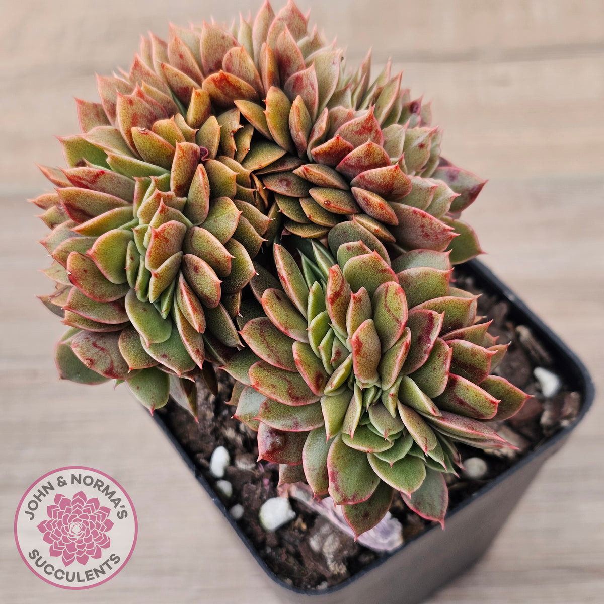 Echeveria 'Green Smile' Crest
