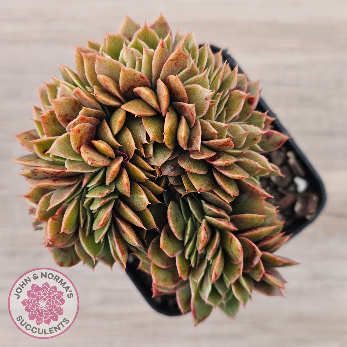 Echeveria 'Green Smile' Crest