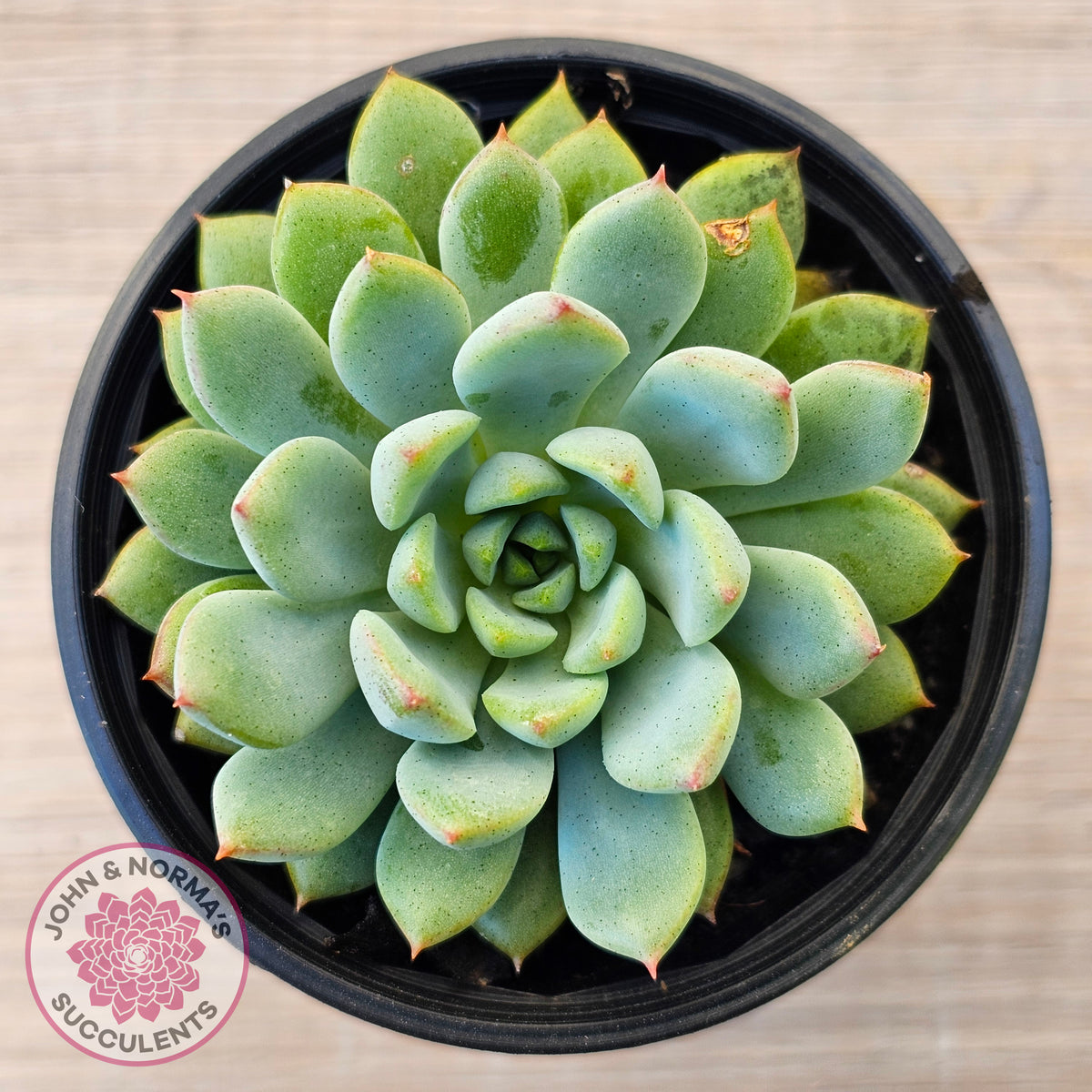 Echeveria 'Gusto'