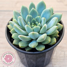 Load image into Gallery viewer, Echeveria 'Gusto'