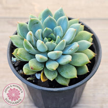Load image into Gallery viewer, Echeveria 'Gusto'