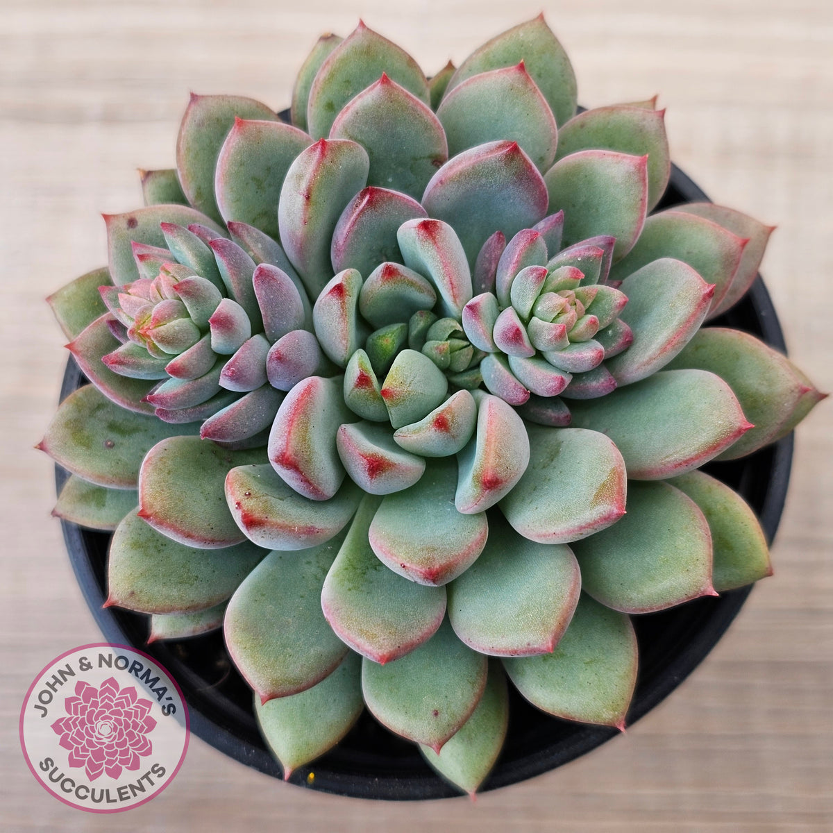 Echeveria 'Gusto'
