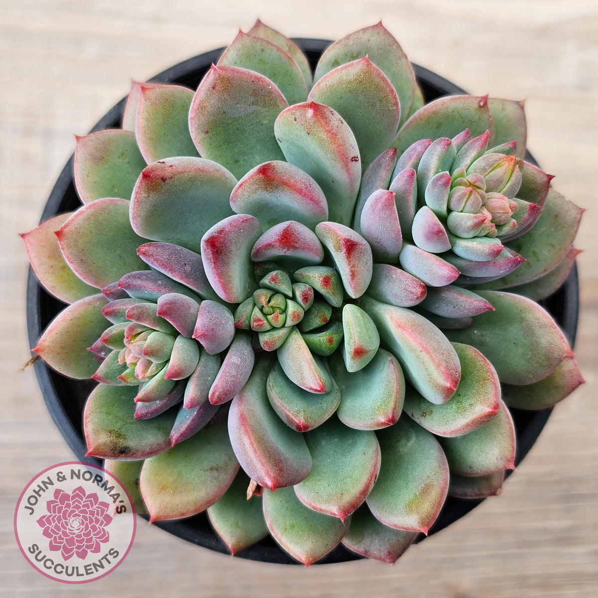 Echeveria 'Gusto'