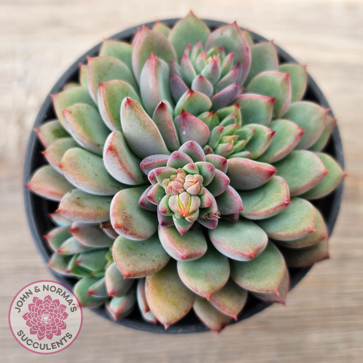 Echeveria 'Gusto'