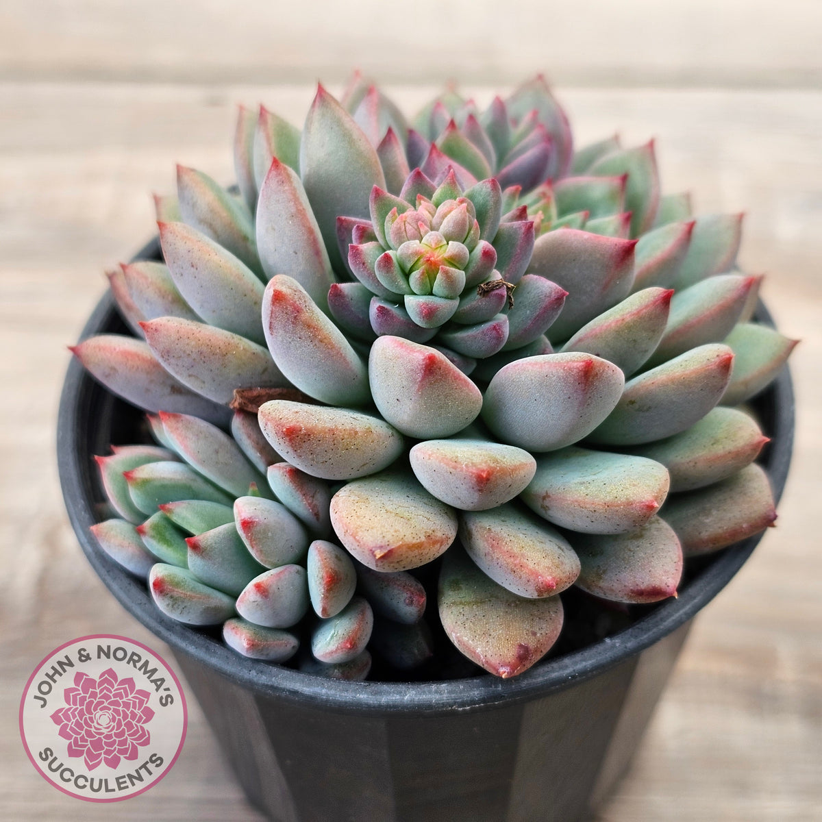 Echeveria 'Gusto'